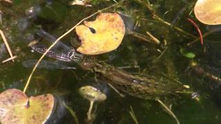 LibellenLarve frisst lebende Libelle  dragonfly larva eating dragonfly [upl. by Wrigley]