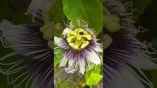 Passion flower tincture  Passiflora [upl. by Nickles]