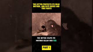 The bereaved kitten survived by gnawing on rocks and tree roots part 1 shortvideo [upl. by Harriette]