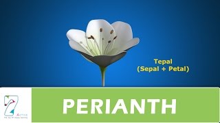 PERIANTH [upl. by Lein849]