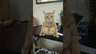 ITS CALLED THE HEART SIT  FUNNY CAT VIDEO [upl. by Eolande]