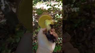 Šiljatonogi vrganj Boletus appendiculatus u Dotrščini [upl. by Barrie122]