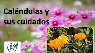 Calendulas y sus cuidados  Vivero Marra [upl. by Hadwin]