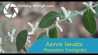 Aerva lanata  Mountain Knotgrass [upl. by Gracye]