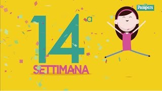 14° settimana di gravidanza [upl. by Enitsenre368]