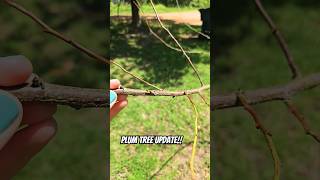 One plum tree survived yall Plumtree homestead farmlifebestlife [upl. by Dunseath]