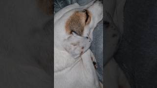 Dorie mag ihre neue Heizdecke 🐕🥰 jackrussell chihuahua hund dog live lol [upl. by Merkle178]