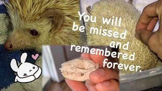 Preserving my late Hedgehog’s Skull  Cleaning Degreasing Whitening Sealing HOW TO [upl. by Spain68]