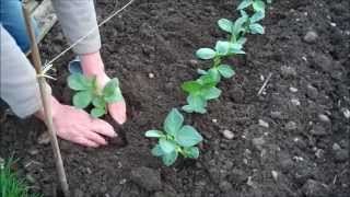 How to Grow Broad Beans [upl. by Jollenta]