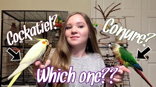 Cockatiel vs Conure Which Bird is Right for You [upl. by Hauge785]