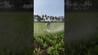 Spraying fungicides in turmeric crop  Mancozeb 75 WP  Carbendazim 50 WP  farming shorts [upl. by Arracahs]