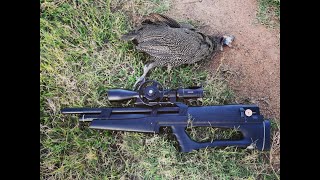 Huben K1 22 cal  High Powered PCP Semi Auto Airgun Hunting Guinea Fowl in Africa 2022 [upl. by Jerad]