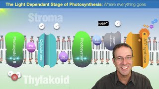 Light Dependent Stage of Photosynthesis Where everything goes [upl. by Eneles623]