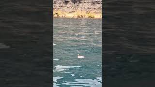 A Razorbill Alca torda checking me out while looking for fish beneath the Cliffs of Moher [upl. by Naimad978]