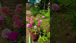 Moss rose flower 🌸💐🏵️ mossrose flowers short youtubeshorts [upl. by Erb543]