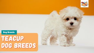 Smallest Dog Breeds 15 of the Cutest Teacup Dogs Youll Love [upl. by Ecinna59]