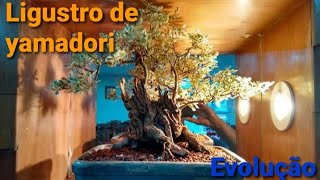 Bonsai de Ligustro Variegata [upl. by Coad]