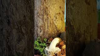 Devesh Naik records time lapse development sequence of stinkhorn mushroom Phallus indusiatus [upl. by Ecilahs]