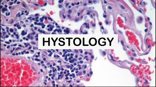 HISTOLOGY  EPITHELIUM  part1 [upl. by Ailhad]