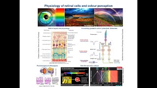 Retinal cells function amp Colour perception Physiological Concepts amp Mechanisms [upl. by Bazil]