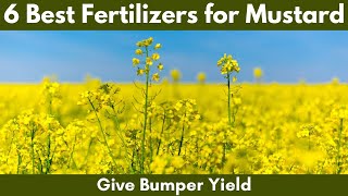 6 Best Fertilizers for Mustard Farming Give Bumper Yield [upl. by Tioneb795]