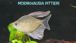 Moenkhausia pittieri [upl. by Nolra]