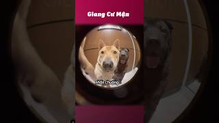 Mở cửa sen ơi 🦮🐕‍🦺giangcuman [upl. by Htes]