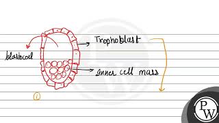 What is the function of trophoblast in human embryo [upl. by Romilda669]