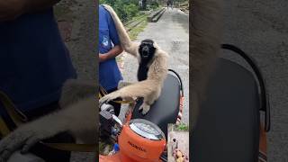 Kala Bandar  Gibbon Sound  काले बंदर की आवाज bandar monkey gibbon shorts shortsfeed [upl. by Annahs]