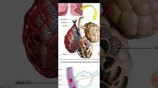 généralités sur lappareil respiratoire 1er cours de physiologie 2 éme médecine [upl. by Woodford]