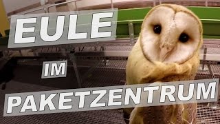 Schleiereule im Paketzentrum  Tiernotruf 57 [upl. by Jacquelynn]