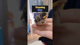 Meet Sky The Most Loving Bird Ever 😍😍😍 bird [upl. by Naira695]