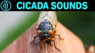 CICADA SOUNDS  Sound Effect of Cicadas in Summer at Night  Sounds of Cicada Chicharra Campanero [upl. by Micheline432]