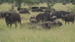 African Buffalo  Serengeti National Park Africa [upl. by Godbeare]