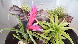 Floración Tillandsia Caput Medusae [upl. by Suiratnod]