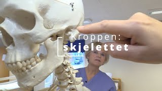 Kroppen skjelettet [upl. by Cyndia]