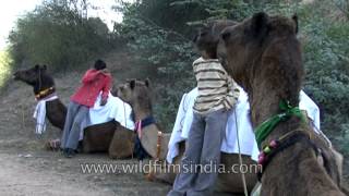 Camel Safari in National Chambal Sanctuary [upl. by Chelsea]