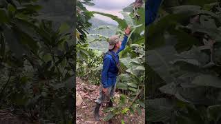 Así Nos Aventuramos En El Campo Para Las Cosechas De Banano losbarrerita banano tendencia [upl. by Elcarim]