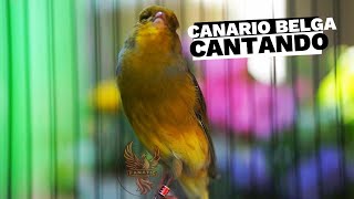 Filhote de Canário Belga que Tratamos Com Papinha 09 [upl. by De]