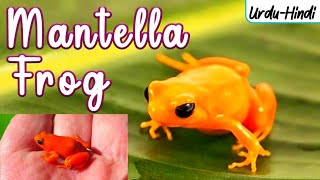 GOLDEN MANTELLA FROG in UrduHindi  WordsPlayingMeDejaVu [upl. by Laurentia842]