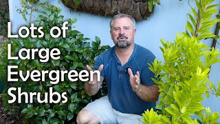 Large Evergreen Low Maintenance Screening Shrubs [upl. by Nairehs]