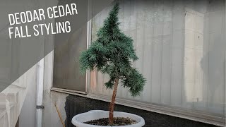 Deodar Cedar Bonsai Styling  Nov 21 [upl. by Niamreg998]