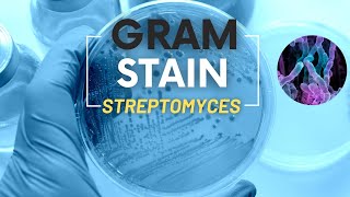 Gram stain streptomycesMicrobiology [upl. by Ainosal61]