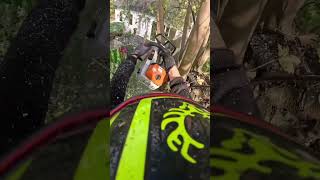 Élagage ms261arborist shortvideo stihl [upl. by Phyllida]