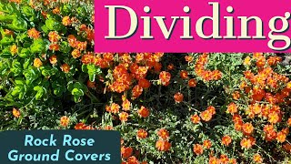 How to Divide Rock Rose Ground Cover Plants freeplants rockrose groundcover [upl. by Gayla]