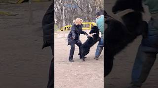 ‼️🔥Defender STRAZHODESSA Groenendaal Anzor Dog training GUARD Odessa Ukraine 2024 [upl. by Sonitnatsnoc]