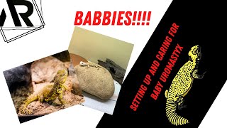 Baby Uromastyx Care [upl. by Bowman]