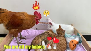 So funny The cat took care of the hen as her baby and the rooster was very angry So healing [upl. by Kiki717]