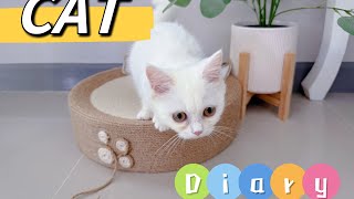 CAT Diary QQ6th [upl. by Lachman]