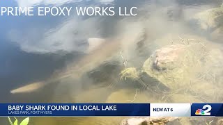 Baby bull shark caught on camera swimming at Lakes Park in Fort Myers [upl. by Eveneg124]